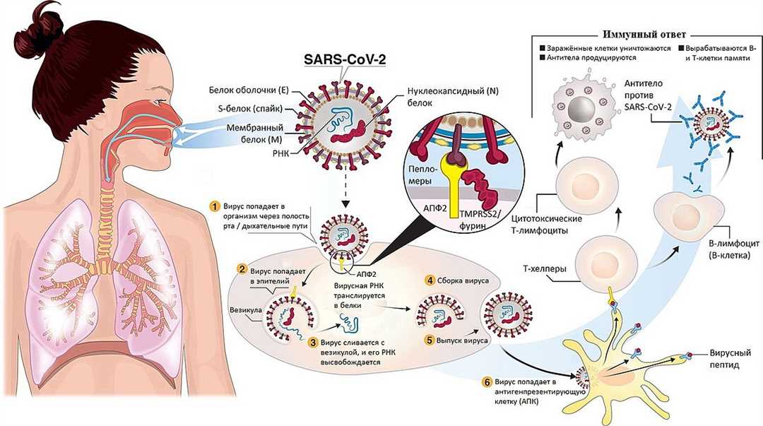  Как микробы полости рта влияют на иммунный ответ: исследования и рекомендации 