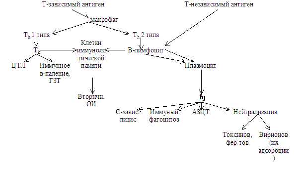 2. Иммуноглобулины класса G (IgG)