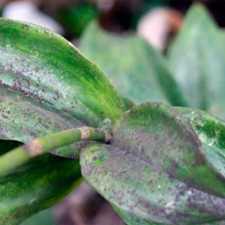 Бактериальная инфекция орхидеи – причины, симптомы и методы лечения