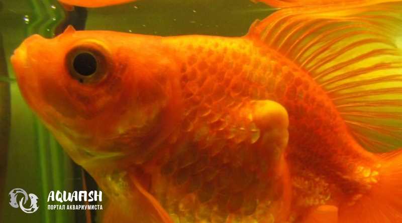 Бактериальная инфекция у рыб в аквариуме: симптомы, лечение и профилактика