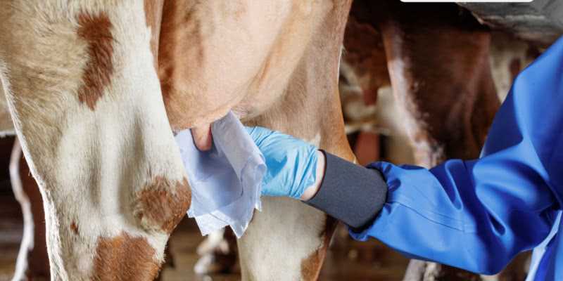 Частые проявления бактериальных инфекций у сельскохозяйственных животных