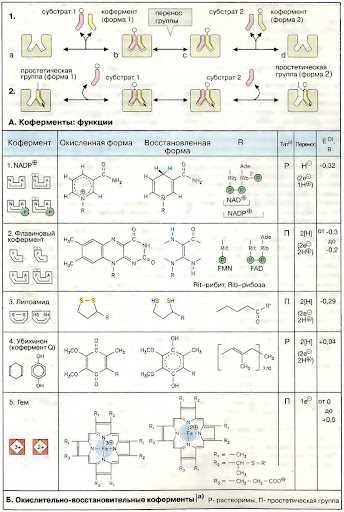 Биохимические окислительно восстановительные реакции: основные механизмы и роль в организме