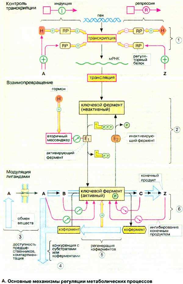 Биохимические основы патологических процессов: учебное пособие для студентов медицинских вузов