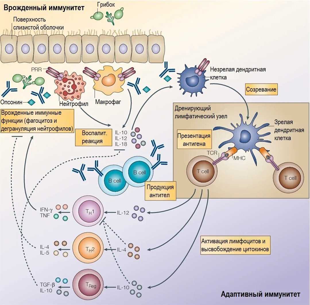 Феномен двойного распознавания и корецепторное взаимодействие в иммунологическом синапсе