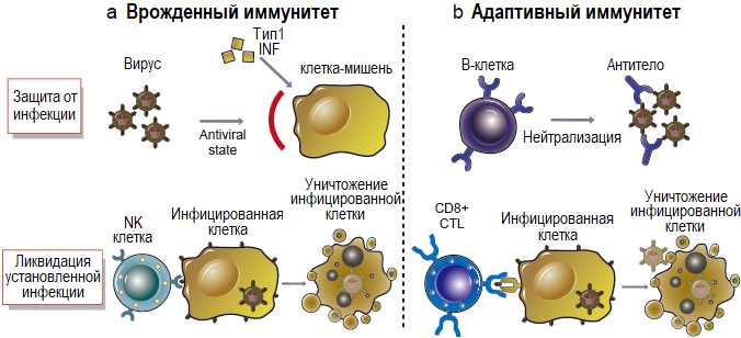Двойное распознавание в иммунном ответе