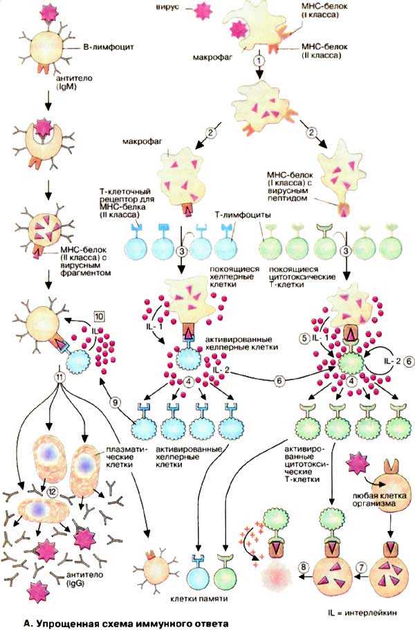 Эволюция иммунных механизмов