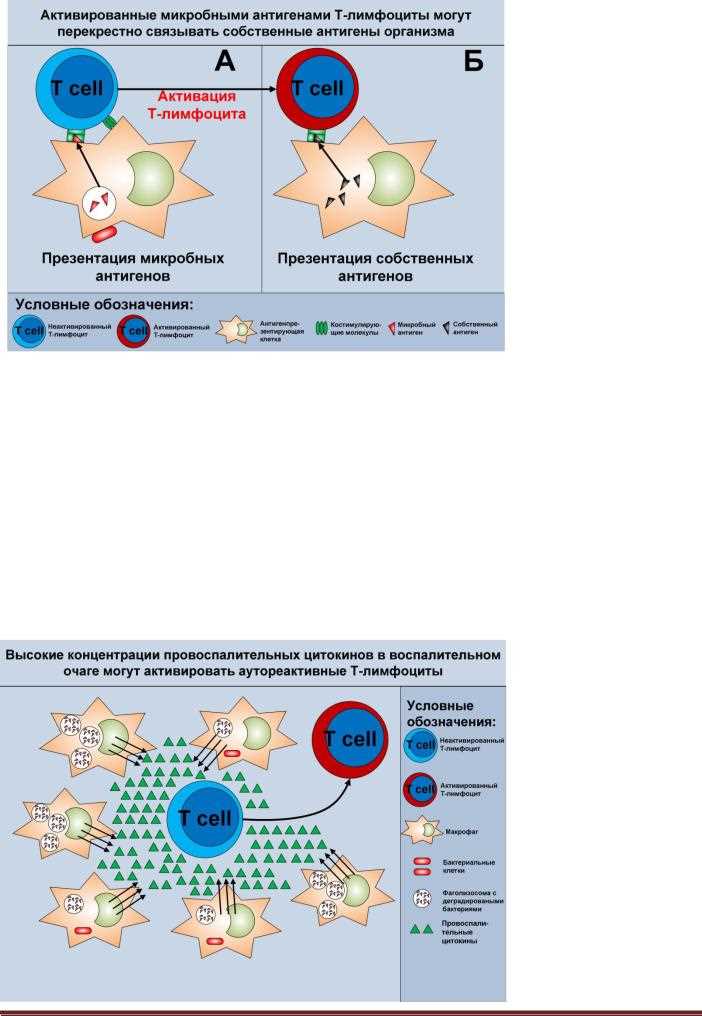 Особенности и характерные черты эволюции иммунных механизмов: