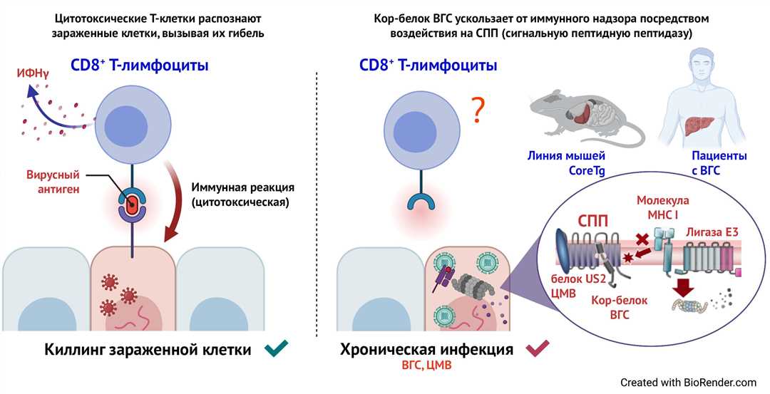Гепатит В: как работает иммунный ответ организма