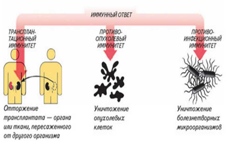 Различия в действии иммунной сыворотки на организм