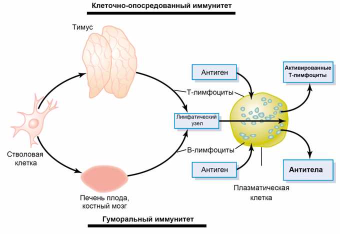 Микроглия и ее роль в иммунном ответе мозга