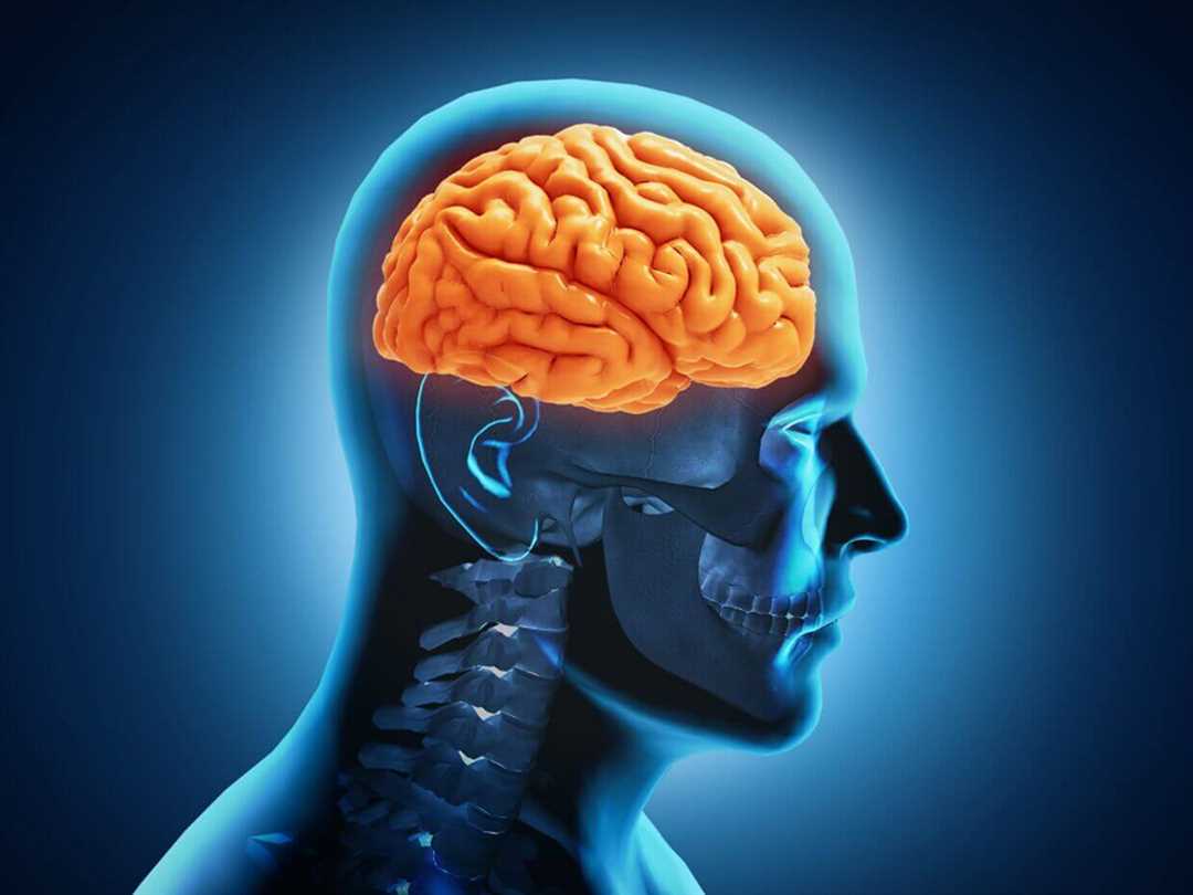 Иммунный ответ мозга: механизмы и роль в патологиях мозга