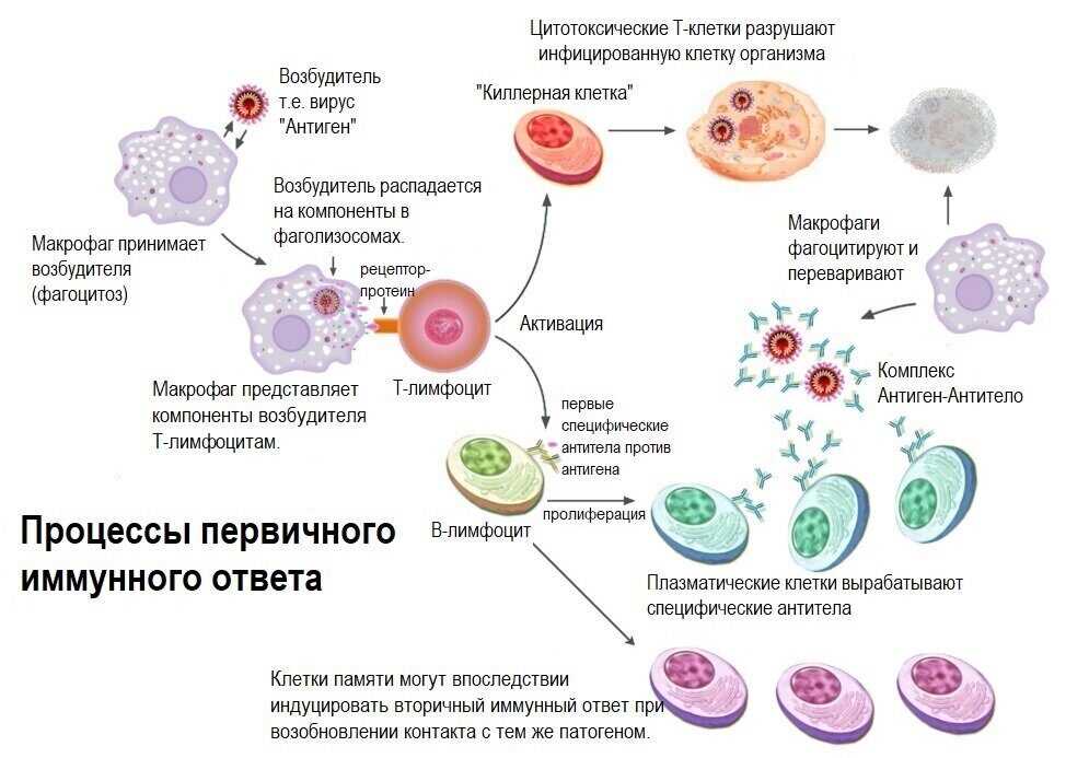 Основные принципы иммунной реакции