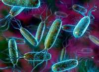 Патогенные штаммы E. coli и их характеристика