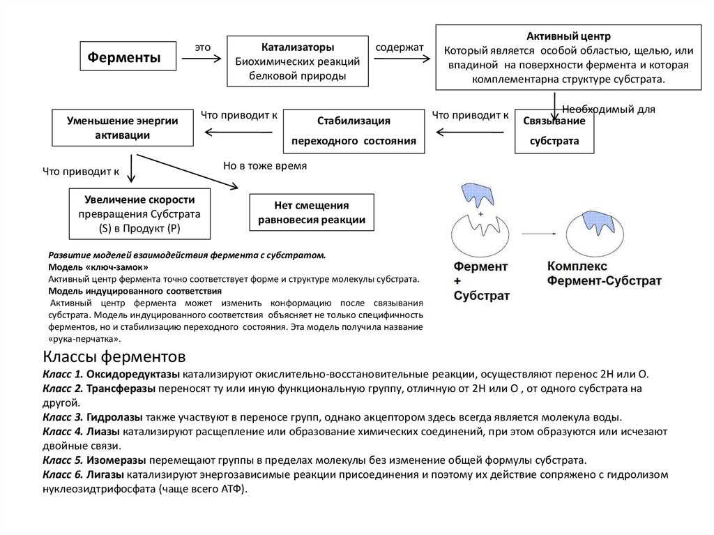 Классификация биохимических реакций по числу субстратов — различные типы и характерные примеры