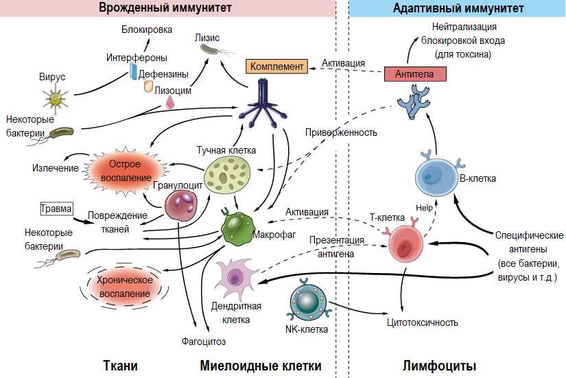Роль меланоцитов в иммунной системе