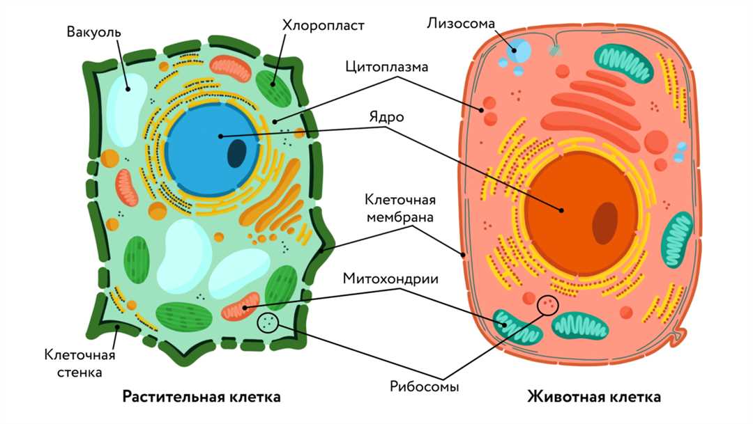 Гомеостаз и внутриклеточные приводящие и отводящие реакции