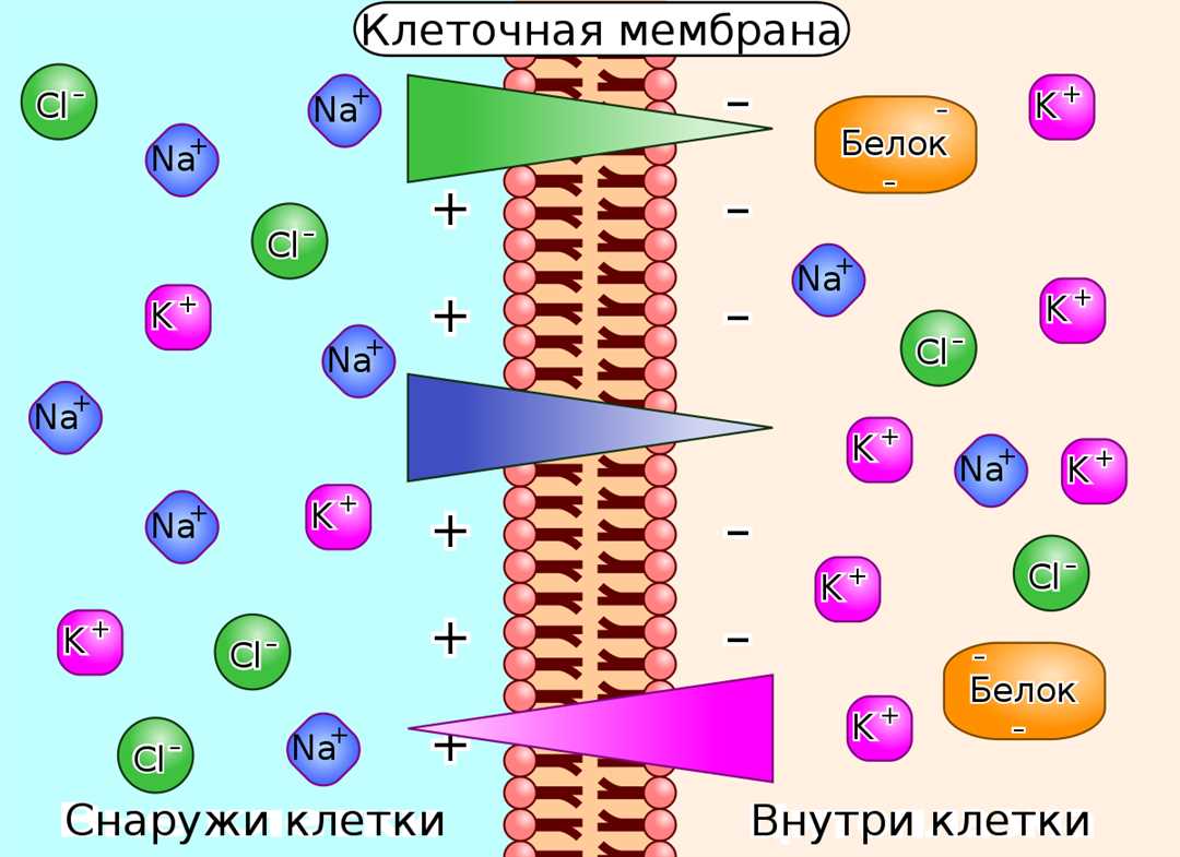 Клеточная биохимия: физическое состояние веществ внутри клетки