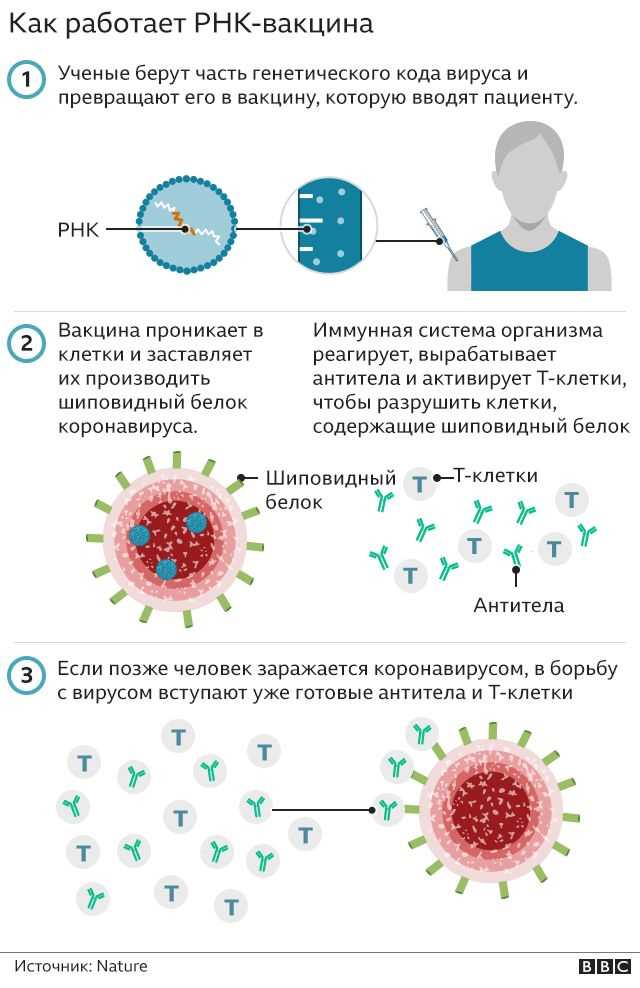 Ковид 19: как работает иммунный ответ?
