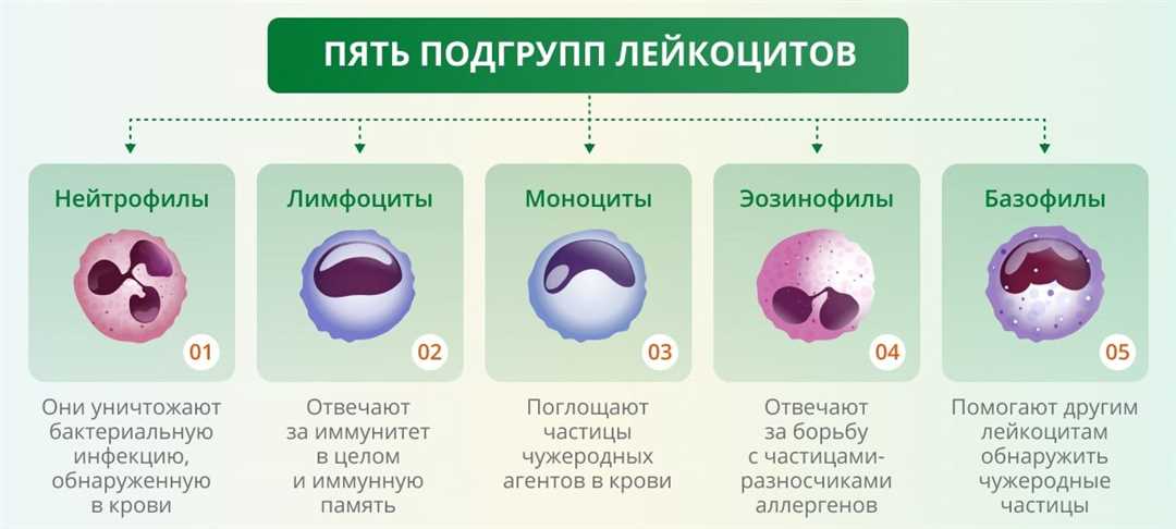Лейкоцитоз из-за нейтрофилов при бактериальной инфекции: основные причины и лечение