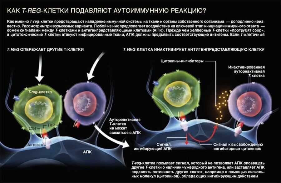 Механизм супрессии иммунного ответа и его влияние на работу иммунной системы