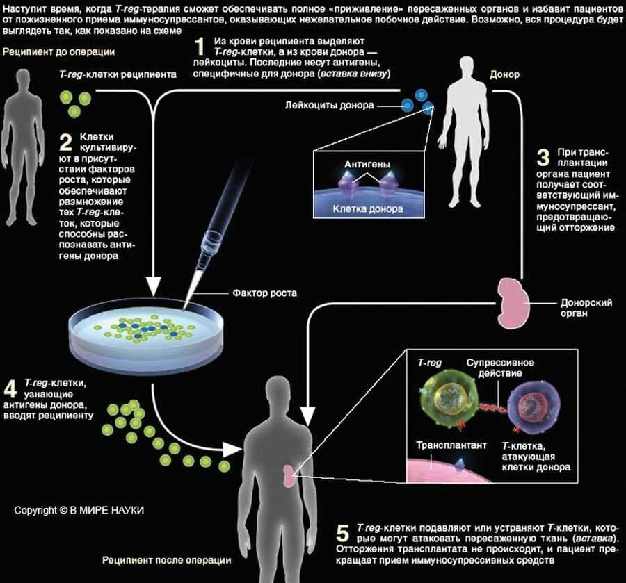 Механизмы супрессии иммунного ответа: как они воздействуют на работу иммунной системы человека