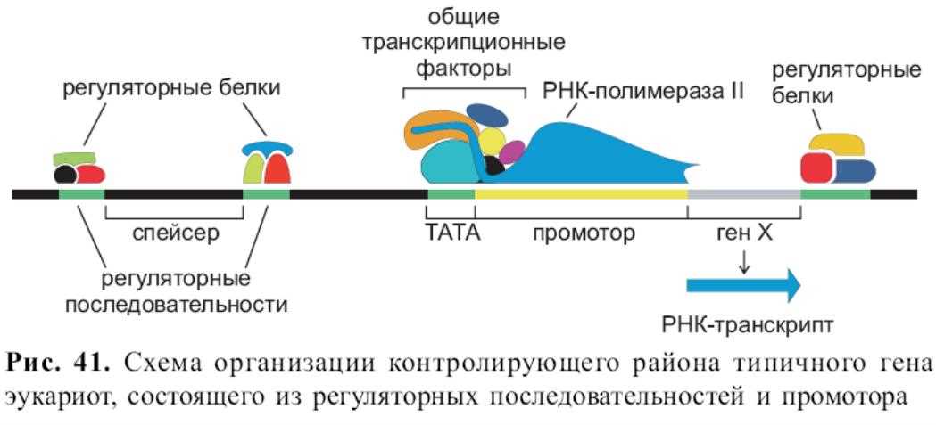 Транскрипция у эукариот