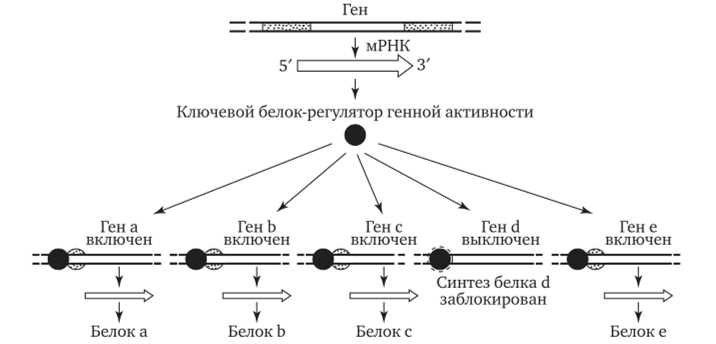 Роль ДНК в экспрессии генов