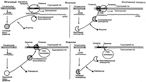 Понятие о геноме. Структурная и функциональная организация генома прокариот и эукариот.