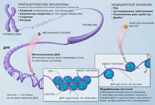Молекулярные механизмы изменчивости генома клетки: обзор и анализ
