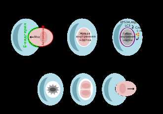 Молекулярные механизмы клеточной гибели: открытия и перспективы