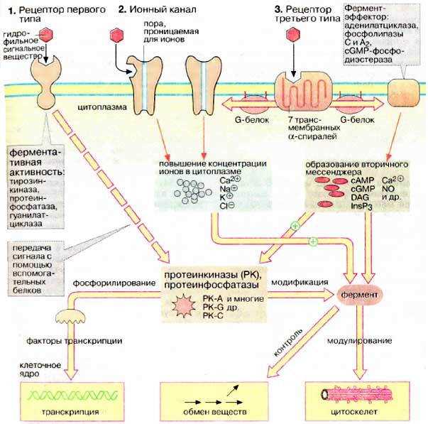 Молекулярные механизмы передачи гормонального сигнала: основные принципы и ключевые этапы