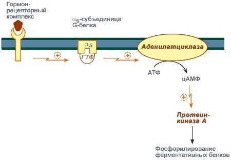 Г-белки и вторичные мессенджеры