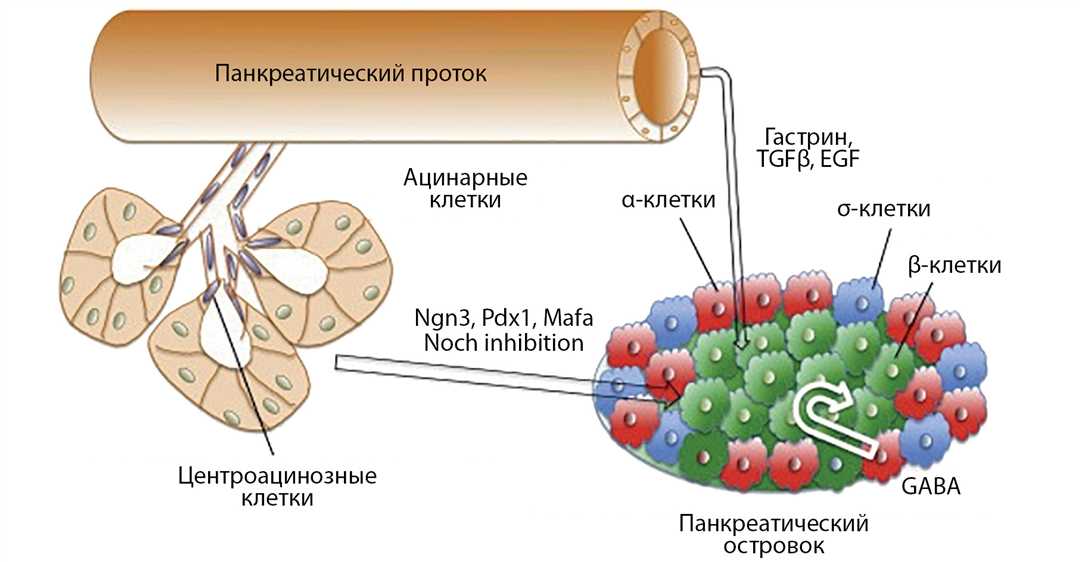 Молекулярные механизмы самообновления стволовых клеток