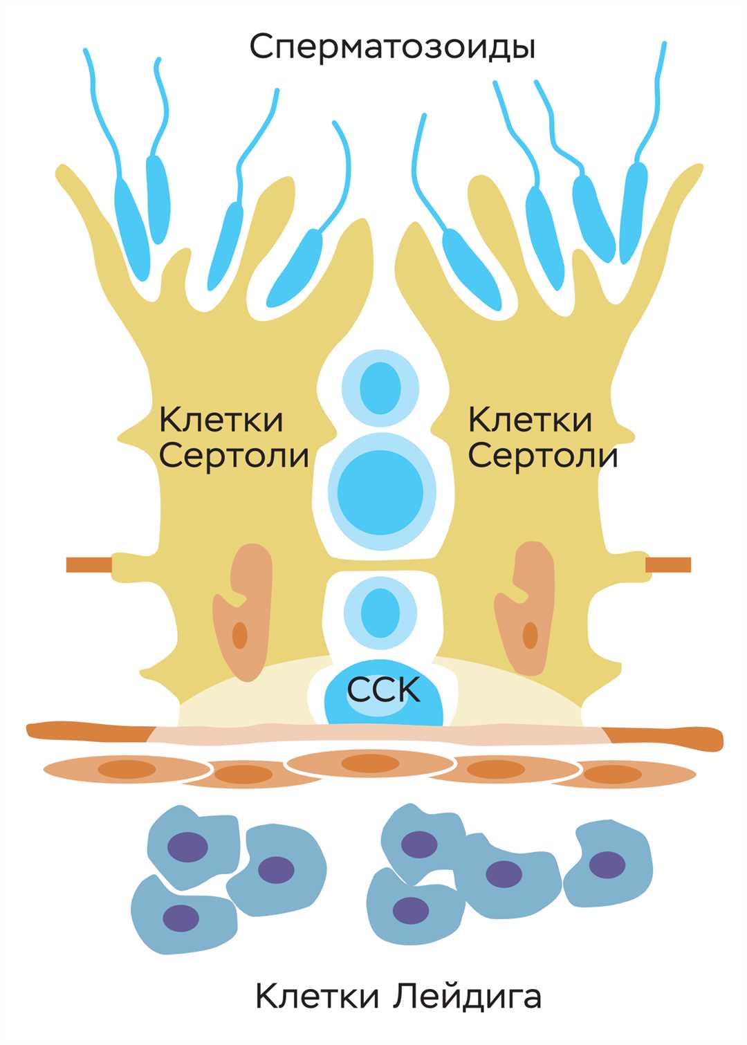 Гемопоэтические и нейрогенные стволовые клетки