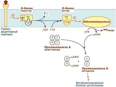 Молекулярные механизмы регуляции аденилатциклазы: ключевые аспекты и возможности применения