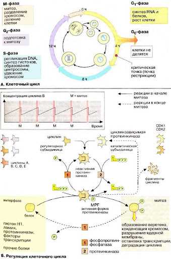 Молекулярные механизмы регуляции s фазы клеточного цикла: ключевые аспекты и принципы