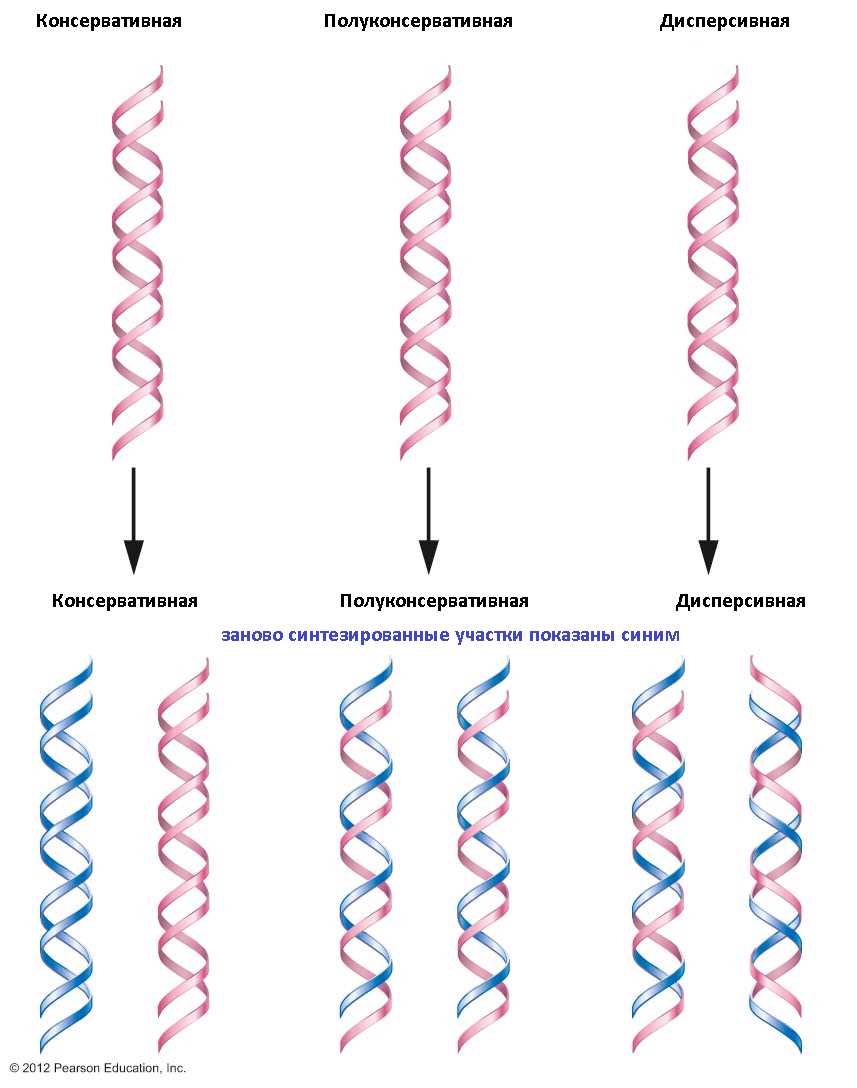 Роли ДНК-полимеразы в репликации