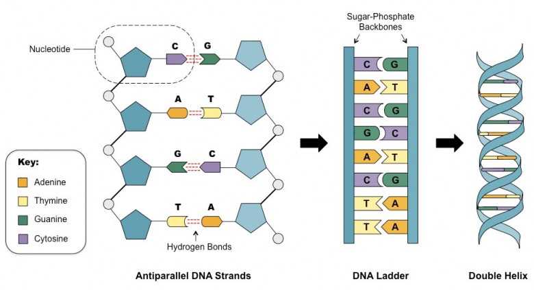 Структуры и функции различных типов РНК