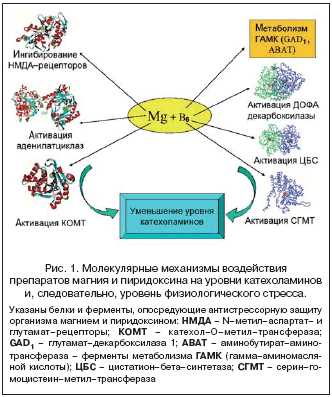 Молекулярные механизмы стресса: как они влияют на организм