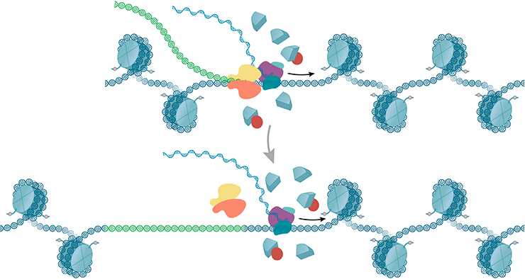 Молекулярные механизмы транскрипции: основные этапы и ключевые факторы