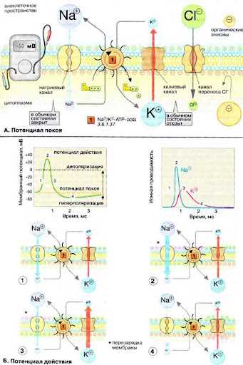 Клеточная мембрана и ее роль в передаче сигналов