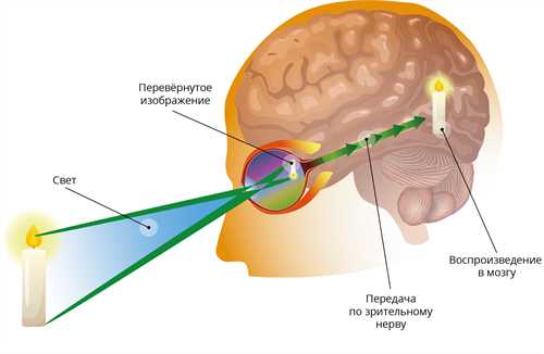 Функция родопсина в процессе зрения