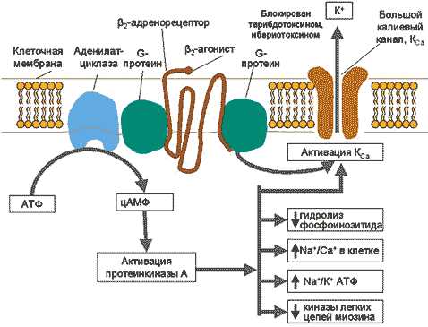 Молекулярный механизм действия адреномиметиков: как они влияют на организм