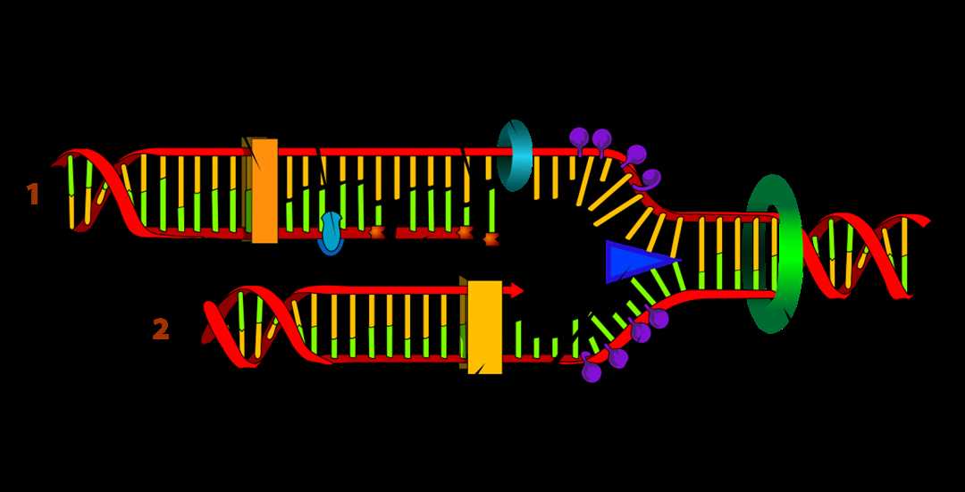 Регуляция репликации ДНК