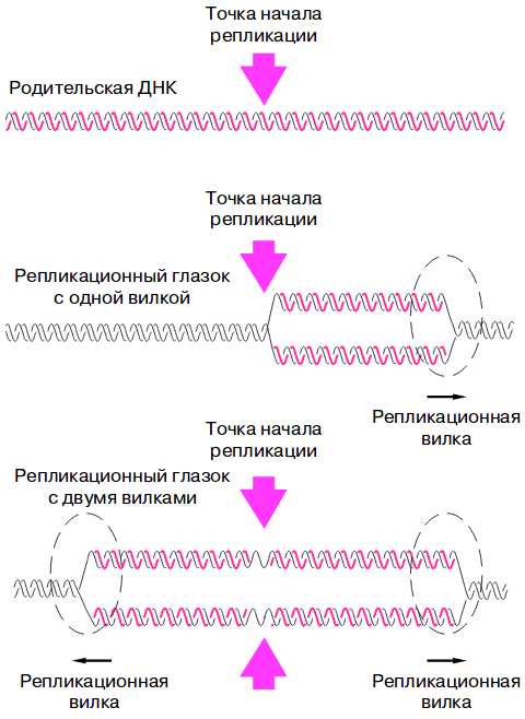 Репликация ДНК как процесс