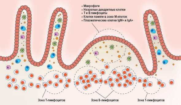 Мукозальный иммунный ответ: защита слизистых оболочек организма