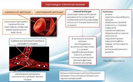 Мутации вызывающие серповидно клеточную анемию относятся к наследственным заболеваниям