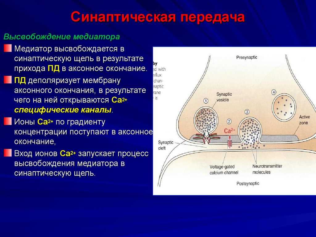 Роль гистамина в нейромедиаторной системе