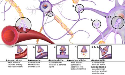 Молекулярные механизмы синаптической передачи