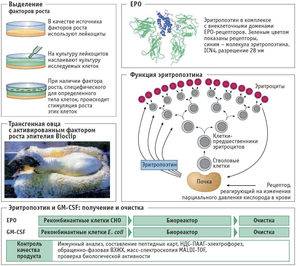 Хемокины: функции и взаимодействие с другими цитокинами